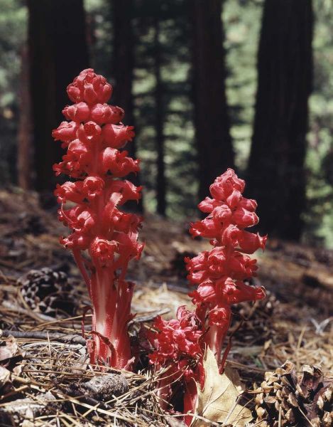 CA, Sierra Nevada Red forest plant
